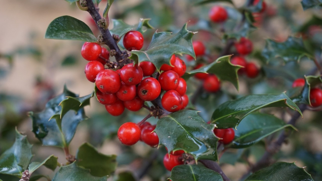 Ilex Stechpalme Baum